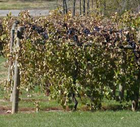 Grapes @ Cameo Vineyards