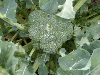 Fall broccoli