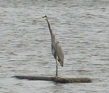 Blue heron